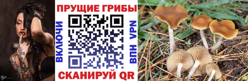 Галлюциногенные грибы Cubensis  KRAKEN рабочий сайт  Каспийск 